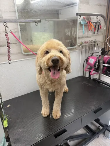 Bailey & Friends Mobile Dog Grooming - Image 1