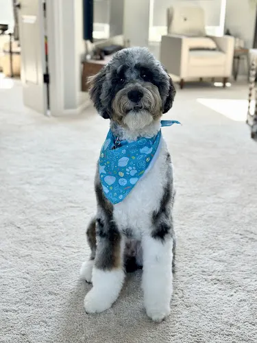 Paws Fur Pet's Grooming LLC in Holland, OH
