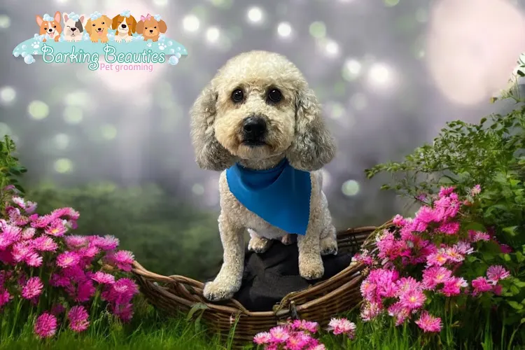 Barking Beauties Pet Grooming - Image 1