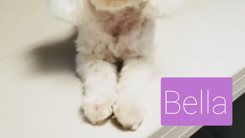 Donna Bruno- Little Dog Grooming - Image 1
