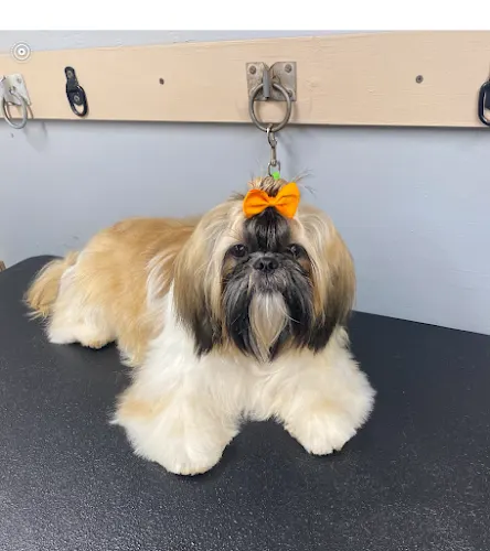Spot-on Grooming LLC Mobile Dog Grooming - Image 1