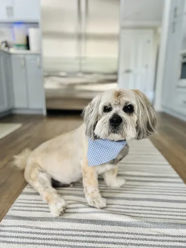 Polished Pup in Westborough, MA