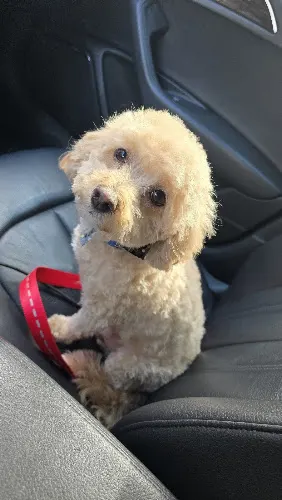 Dog Lovers Grooming Salon & Re-Tail - Image 1
