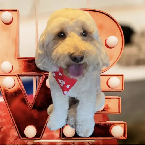 Tolentino Mobile Pet Grooming - Image 1