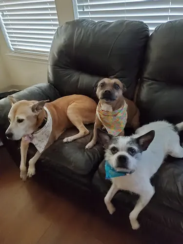 Jennie's Cat & Dog Mobile Spa - Image 1