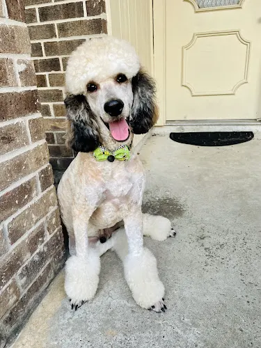 Pawfection Dog Grooming Salon - Image 1