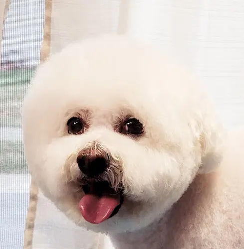 Sudzy Pawz Mobile Grooming LLC - Image 1