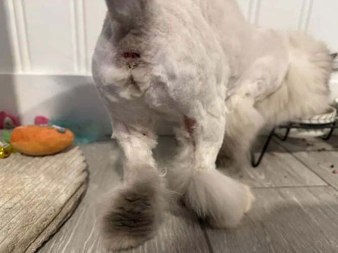 Fresh Paws Mobile Spa, LLC - Image 1