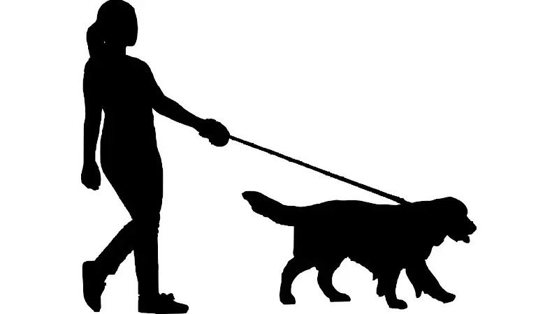 Tina's House Call Dog Grooming - Image 1