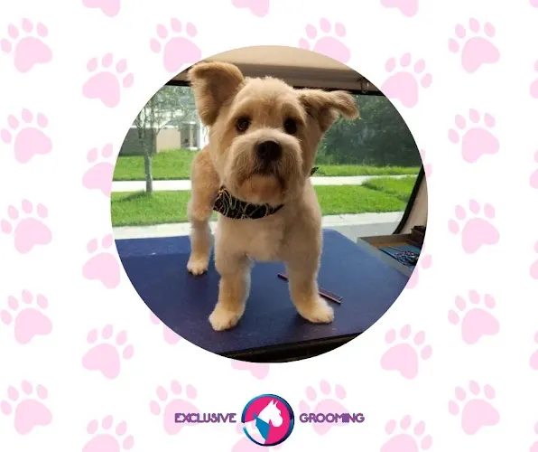 Exclusive C&D Grooming(Mobile Grooming) - Image 1