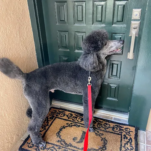 Rubies mobile pet grooming - Image 1