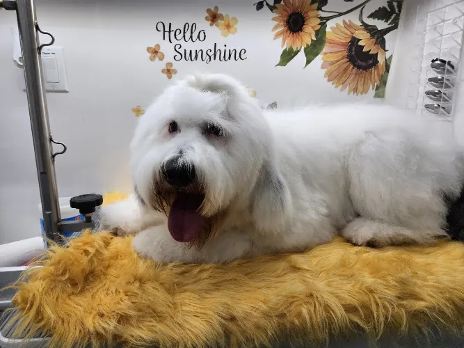 Flying Fur Mobile Grooming - Image 1