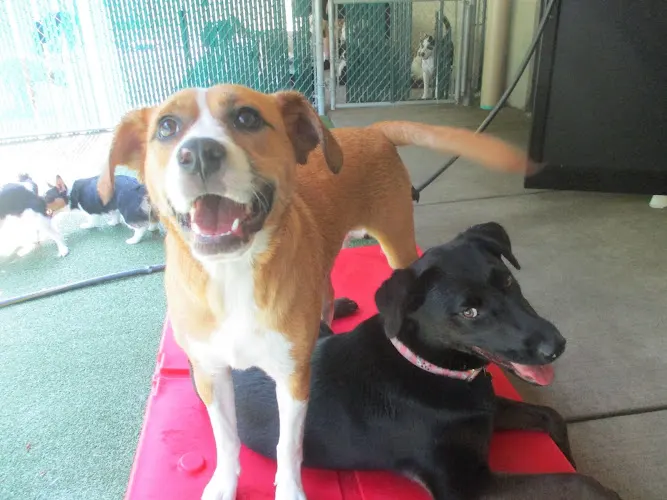 Suite Paws Pet Resort & Spa - Image 1