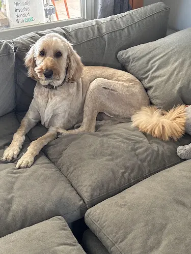 The Valley Mobile Grooming - Image 1