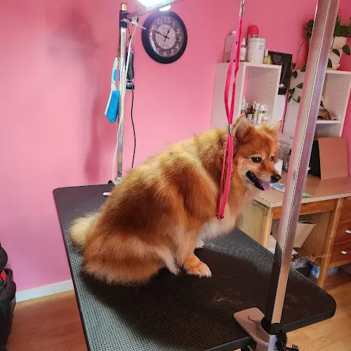 HILL'S GROOMING STUDIO CO. Home of Sweetie Paws Dog Grooming - Image 1