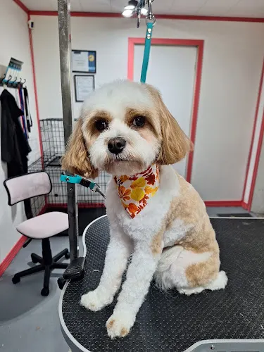 Alannah's Pet Spaw LLC - Image 1