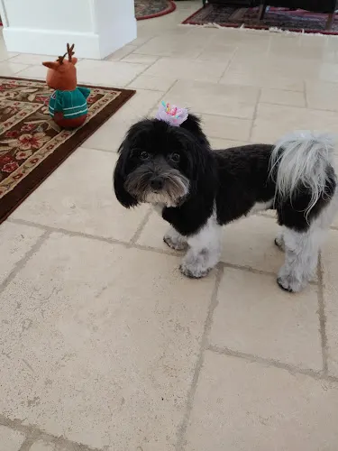 Charmed Cuts for Canines - Image 1