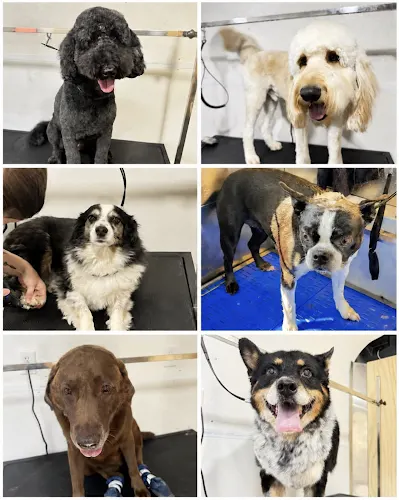 Mobile Ruff Spa - Image 1