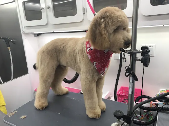 Designer Pets Mobile Grooming - Image 1