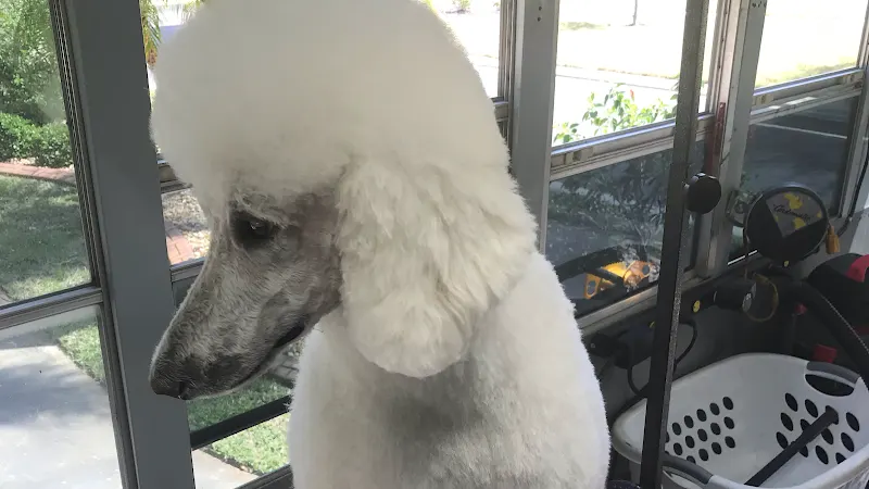 Surf Pups Mobile Grooming - Image 1