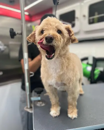 Coat & Tie Mobile Grooming Spa - Image 1