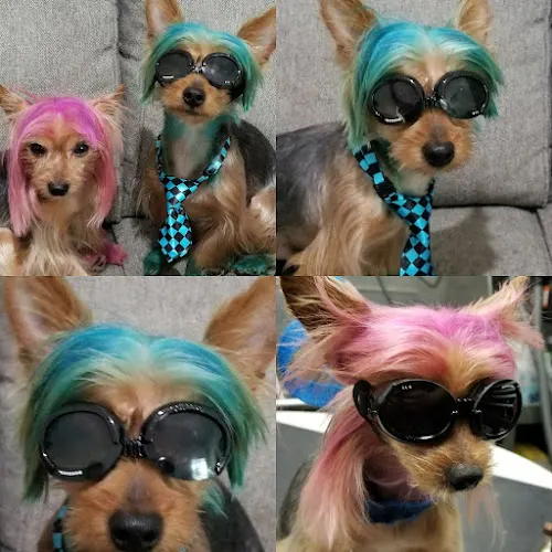 Pups N' Bubbles Mobile Grooming - Image 1