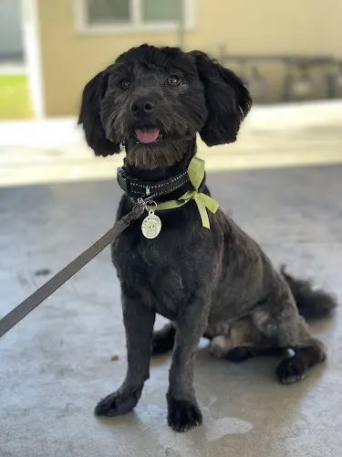 California Woof Dog Enterprises - Image 1