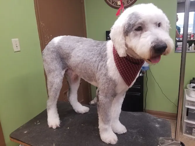 The Pet Salon - Image 1