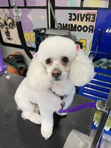 Ashleys K-9 Cleaners LLC - Image 1