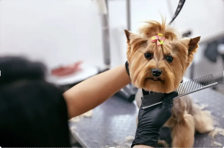 Pink Paws Wash - Image 1