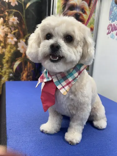 Paws on shine Mobile Grooming - Image 1