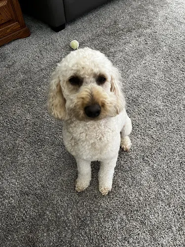 Baur's Pet Salon - Image 1