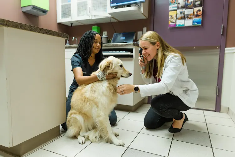Gentle Care Animal Hospital at Tryon - Image 1