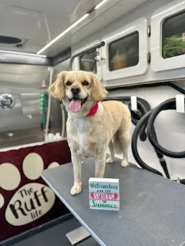 DapperTails Mobile Pet Grooming of Mid-Suffolk - Image 1