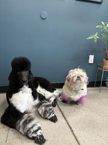 Stray's Grooming Co - Image 1