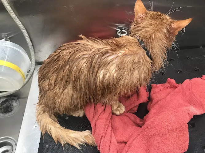 Fur Fabulous Mobile Dog Cat Grooming ventura camarillo - Image 1