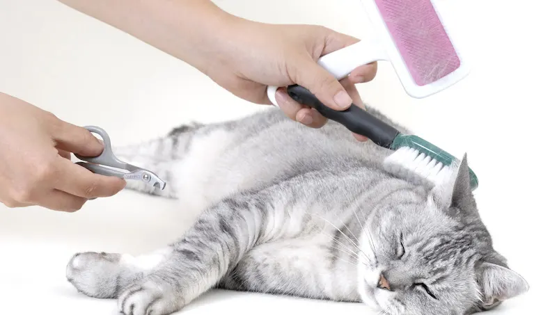Scoobe Doo Pet Mobile Grooming - Image 1