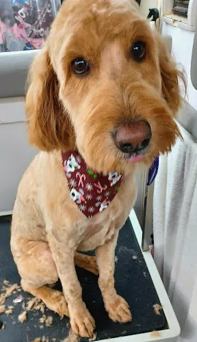D Washin-Wag'n Mobile Pet Grooming - Image 1