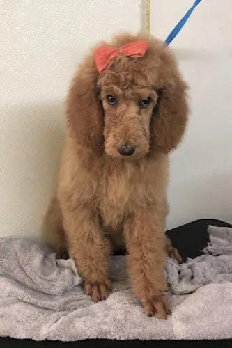 Faith’s Pet Grooming - Image 1