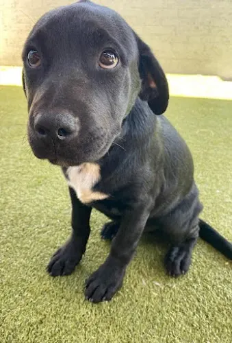 Animal Care Hospital of Phoenix - Image 1