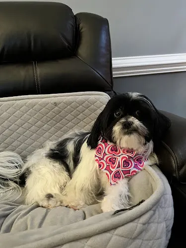 The Blvck Gypsy Holistic Pet Care - Image 1