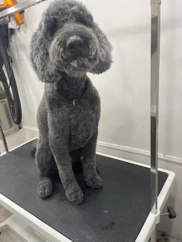 Vice Pet Grooming mobile - Image 1