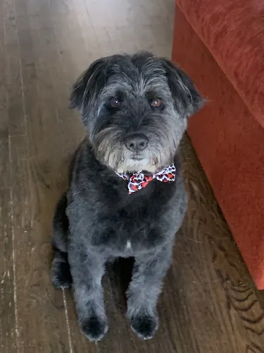 Dashing Doggy Mobile Grooming - Image 1