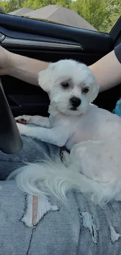 Mary's TLC Pet Grooming - Image 1