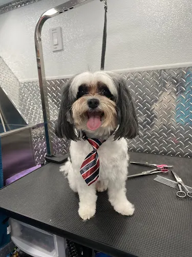 Mobile Dog Grooming Weston - Image 1