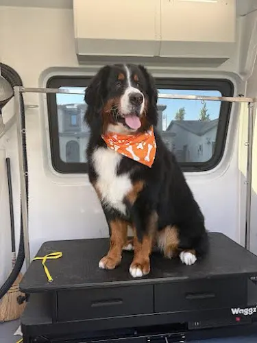 Preferred Mobile Pet Grooming - Image 1
