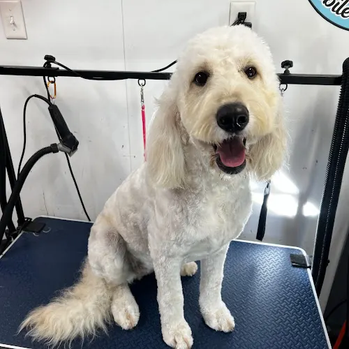 Pamper Camper Mobile Pet Grooming - Image 1
