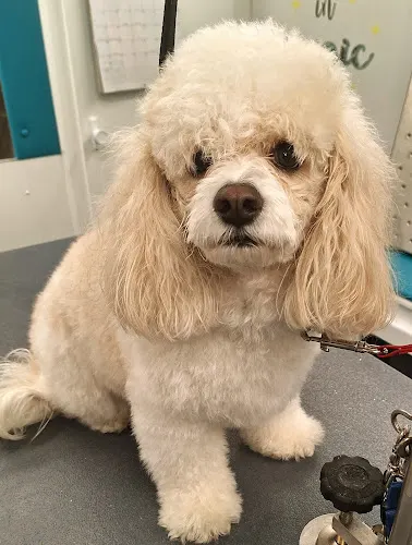 Dog Gone Gorgeous Mobile Pet Spa - Image 1