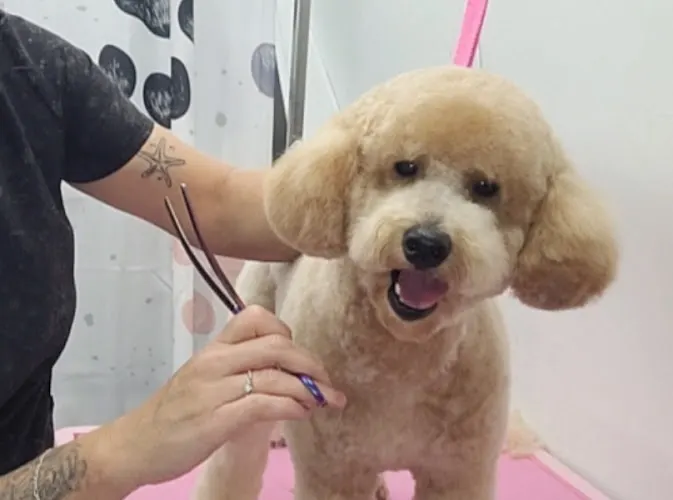 Soothing Paws Mobile Grooming LLC - Image 1