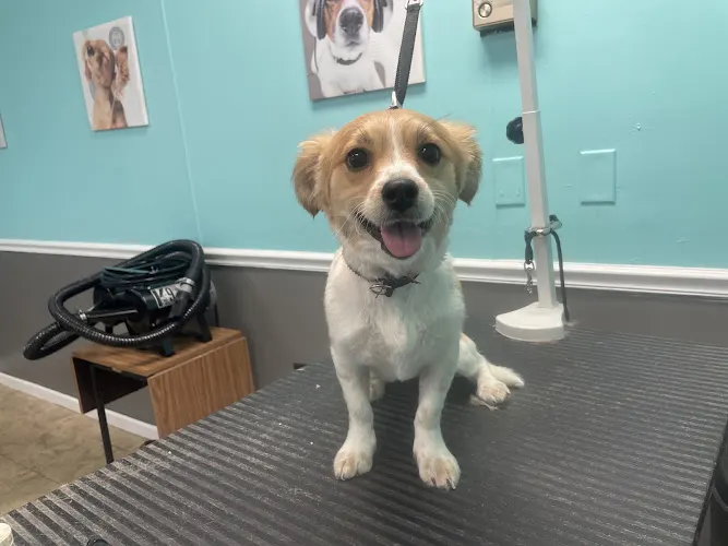 Canine Designs Grooming Salon, LLC - Image 1